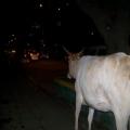 The Holy Cow (bangalore_100_1965.jpg) South India, Indische Halbinsel, Asien